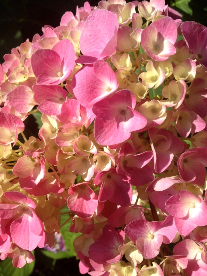 Pink blossom bloom
