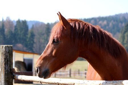 Animal pen mane