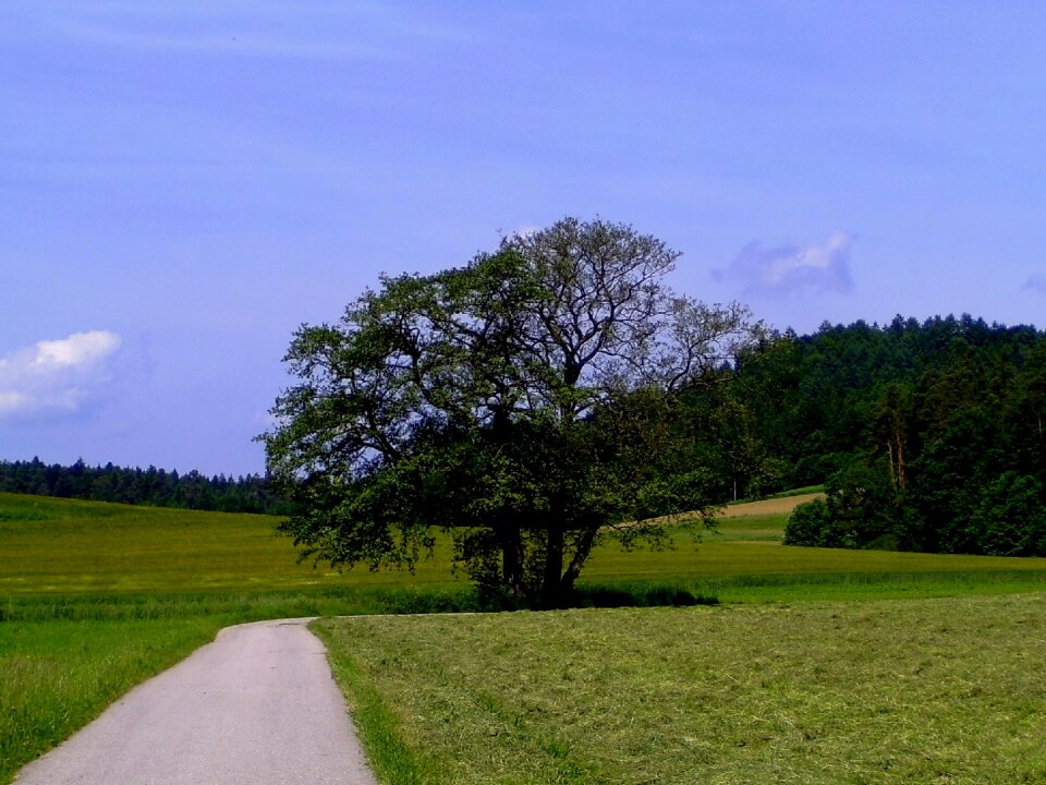 Reported tree grain harvest