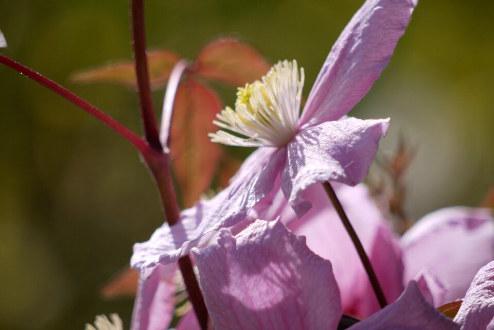 Garden blossom house