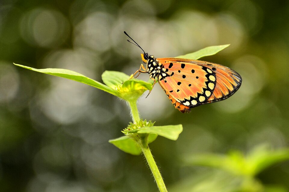 Macro butterfly isolated nature
