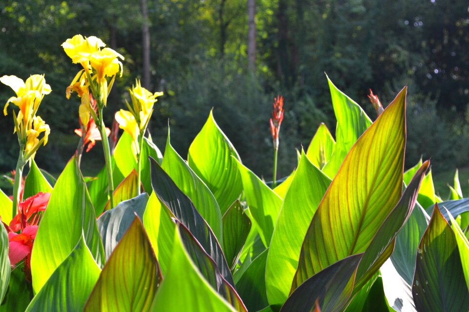 Yellow flower plant nature