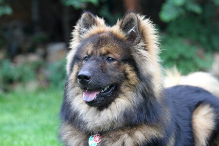 Dog breed animal young