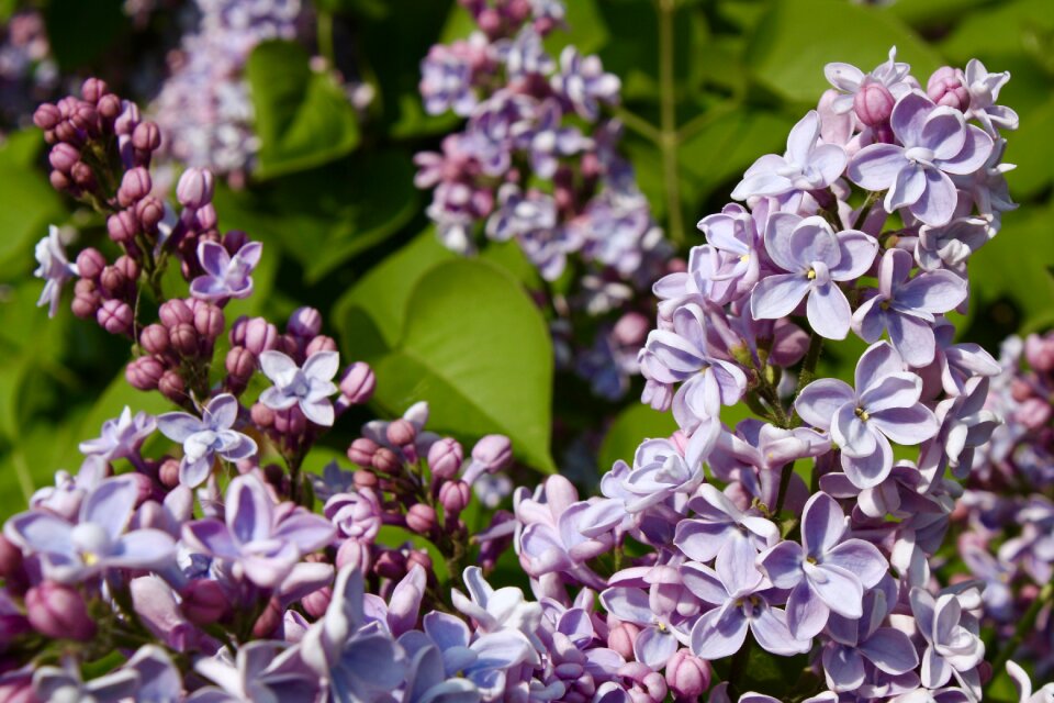 Plant spring may
