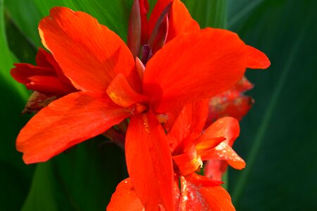 Red flower flower plant