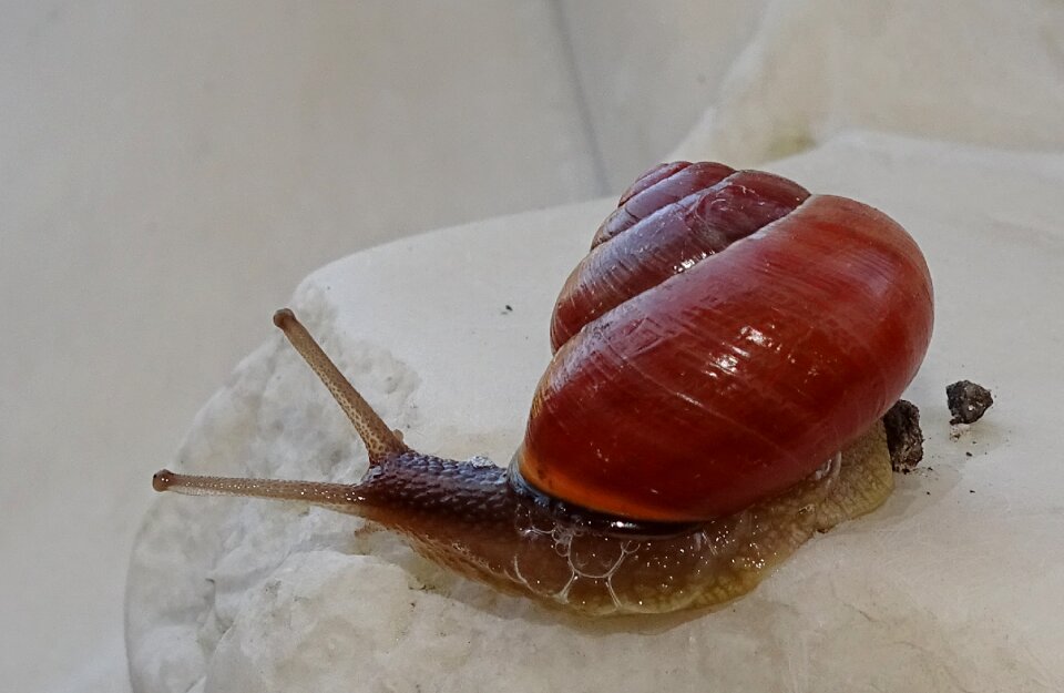 View casing mollusk