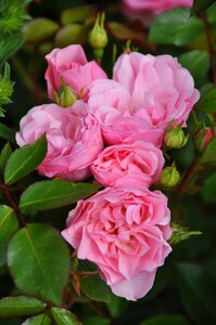 Flower rose pink