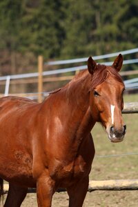 Horse animal nature