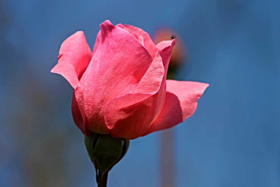 Pink romantic beautiful