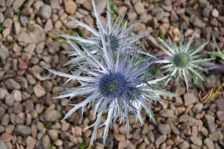 Flower thistle nature