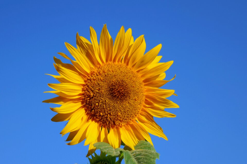 Flower bright sunflower