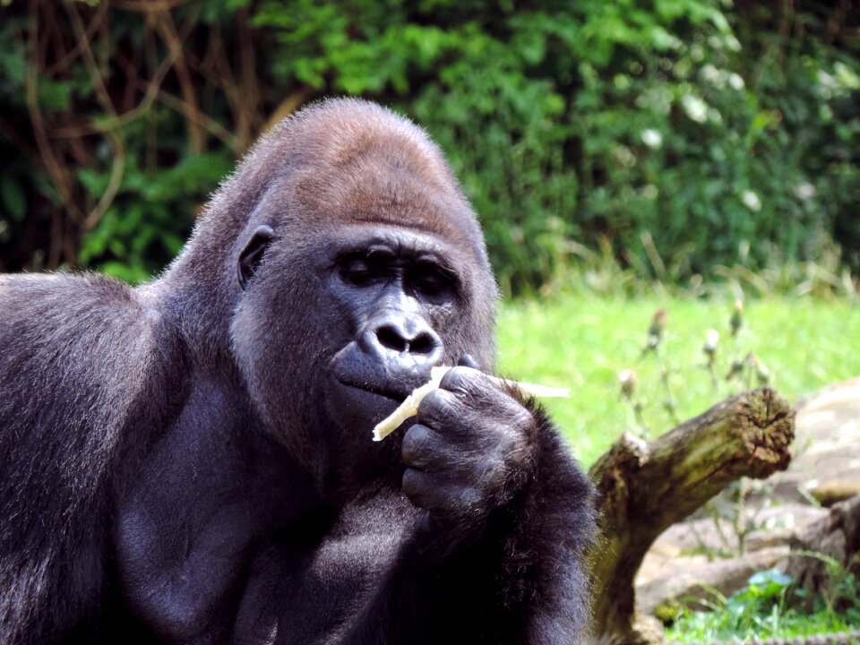 Animal silverback imposing