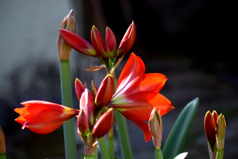 Summer leaf tulip
