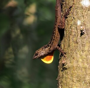Wildlife tree lizard