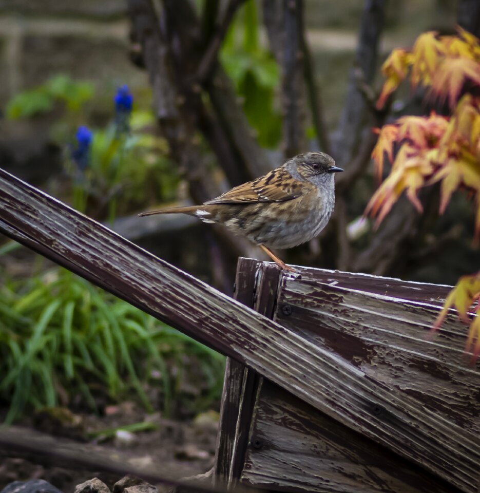 Wildlife brown ornithology