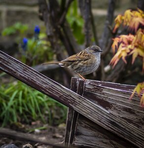 Wildlife brown ornithology