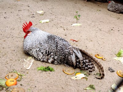 Endangered domestic animal breed livestock lying spring livestock