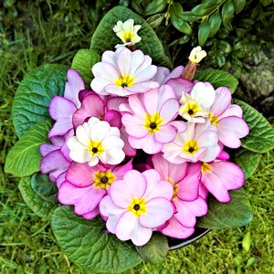 Small pink flowers potted plant garden photo