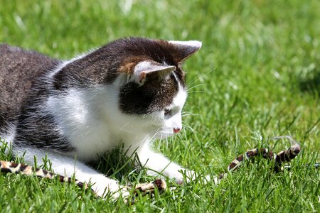 Grass cat plays cute