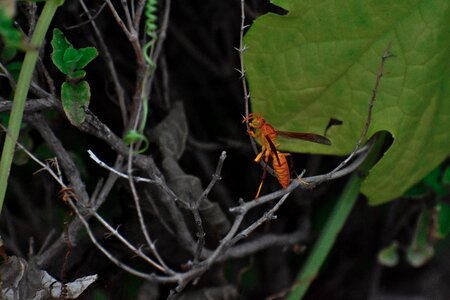 Paper wasp ropalidia marginata social insect