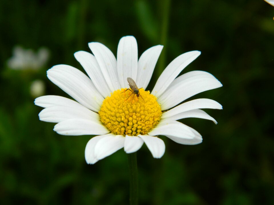 Flower insect macro