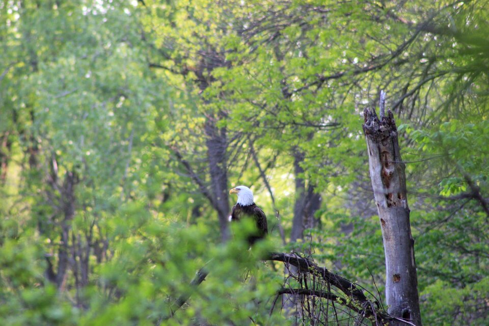Landscape flora bald eagle