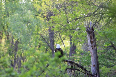 Landscape flora bald eagle photo