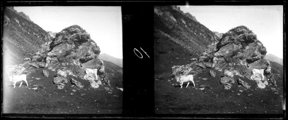 Dues vaques a les muntanyes de Coumély