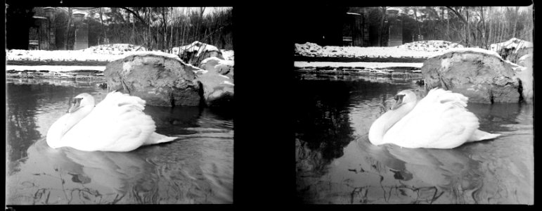 Dugny. Cygne - Fonds Berthelé - 49Fi759