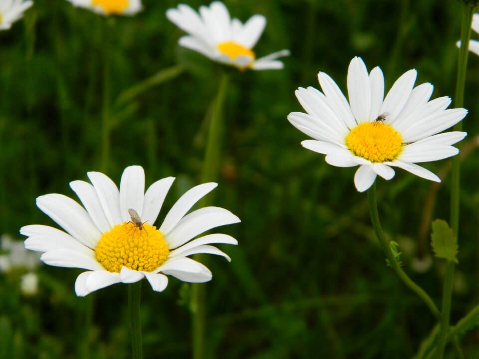Flower nature close up