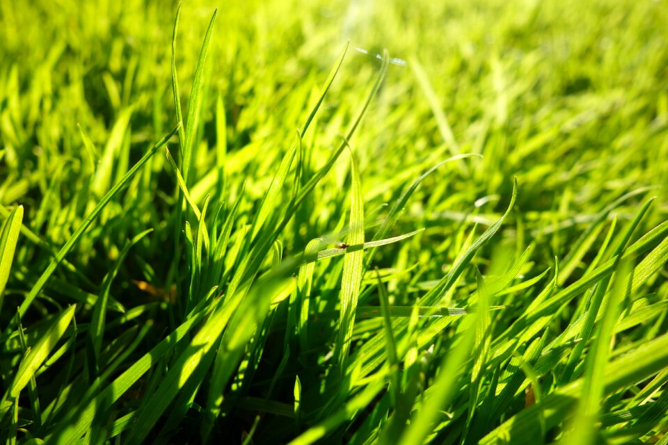 Ground covering macro green