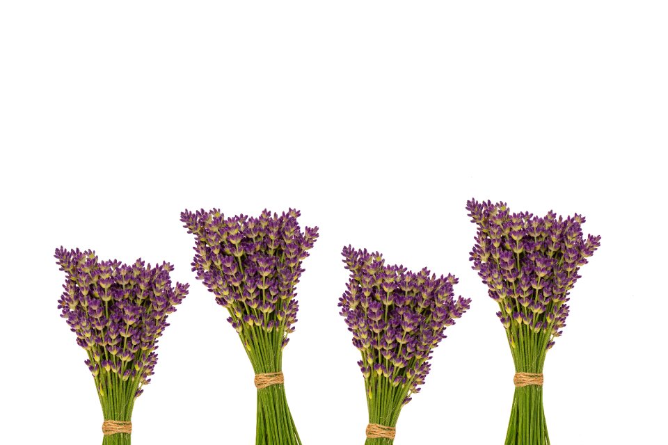 Blooming herb lavender color