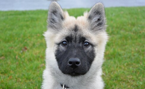 Bitch nova canine female eurasier