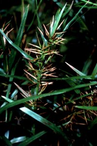 Dulichium arundinaceum NRCS-1
