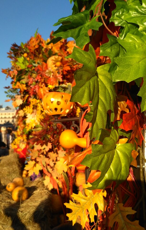 September october leaves