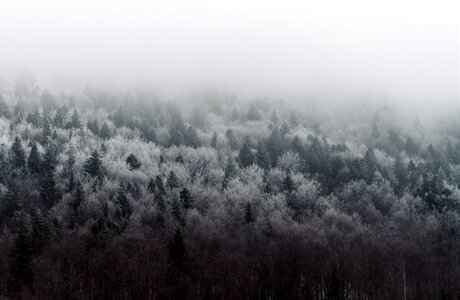 Forest aerial fog photo