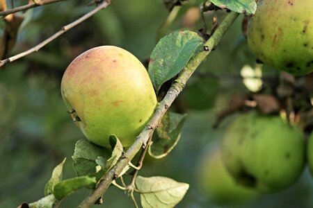 Fruit nature autumn