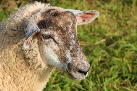 Pet livestock wool photo