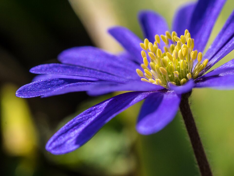 Garden summer close up photo