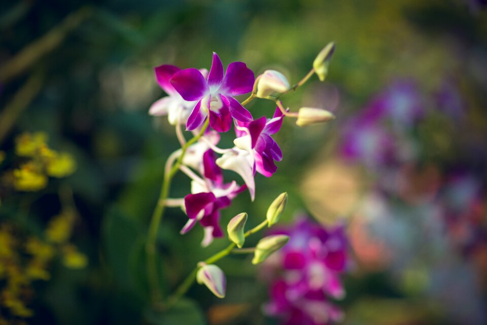 Nature flower garden natural