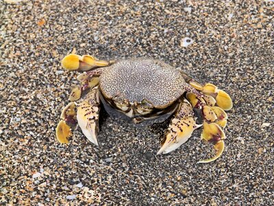Beach ocean camouflage