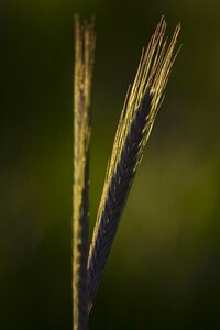 Green rye barley photo