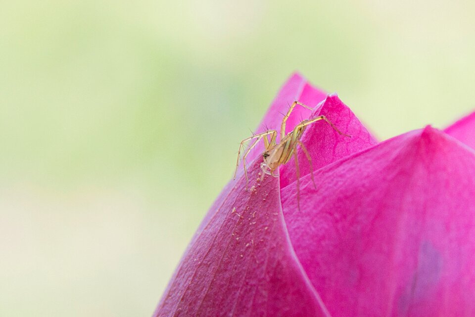 The spider lotus pink lotus
