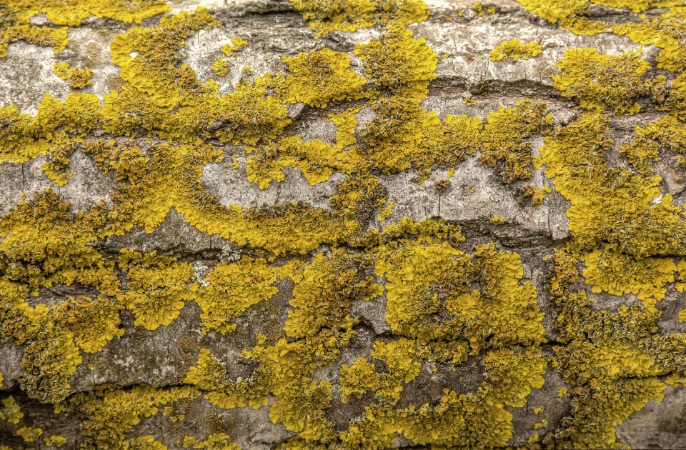 Nature natural trunk