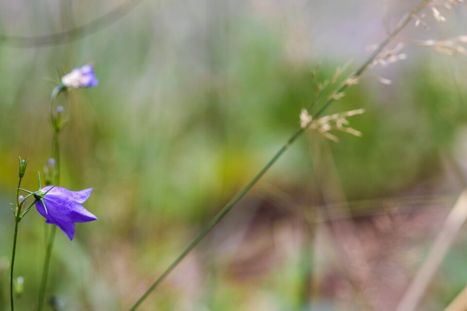 Nature blue wildflower