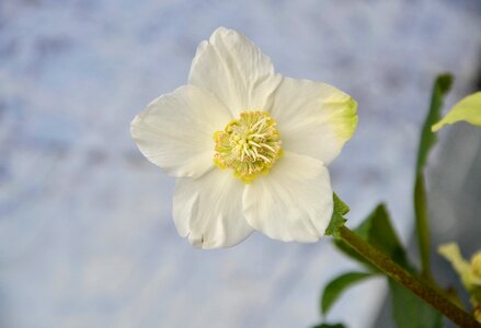 Flower nature plant fulfillment
