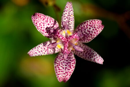 Flower blossom bloom