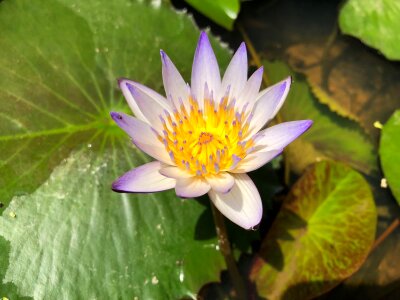 Foliage flower pond