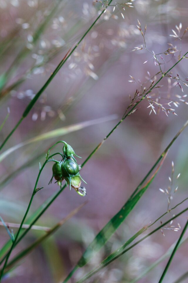 Nature summer flower gray growth