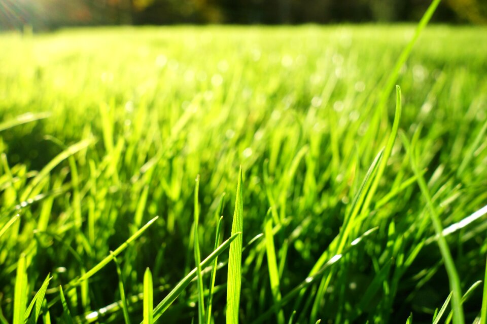 Bokeh growth ground covering